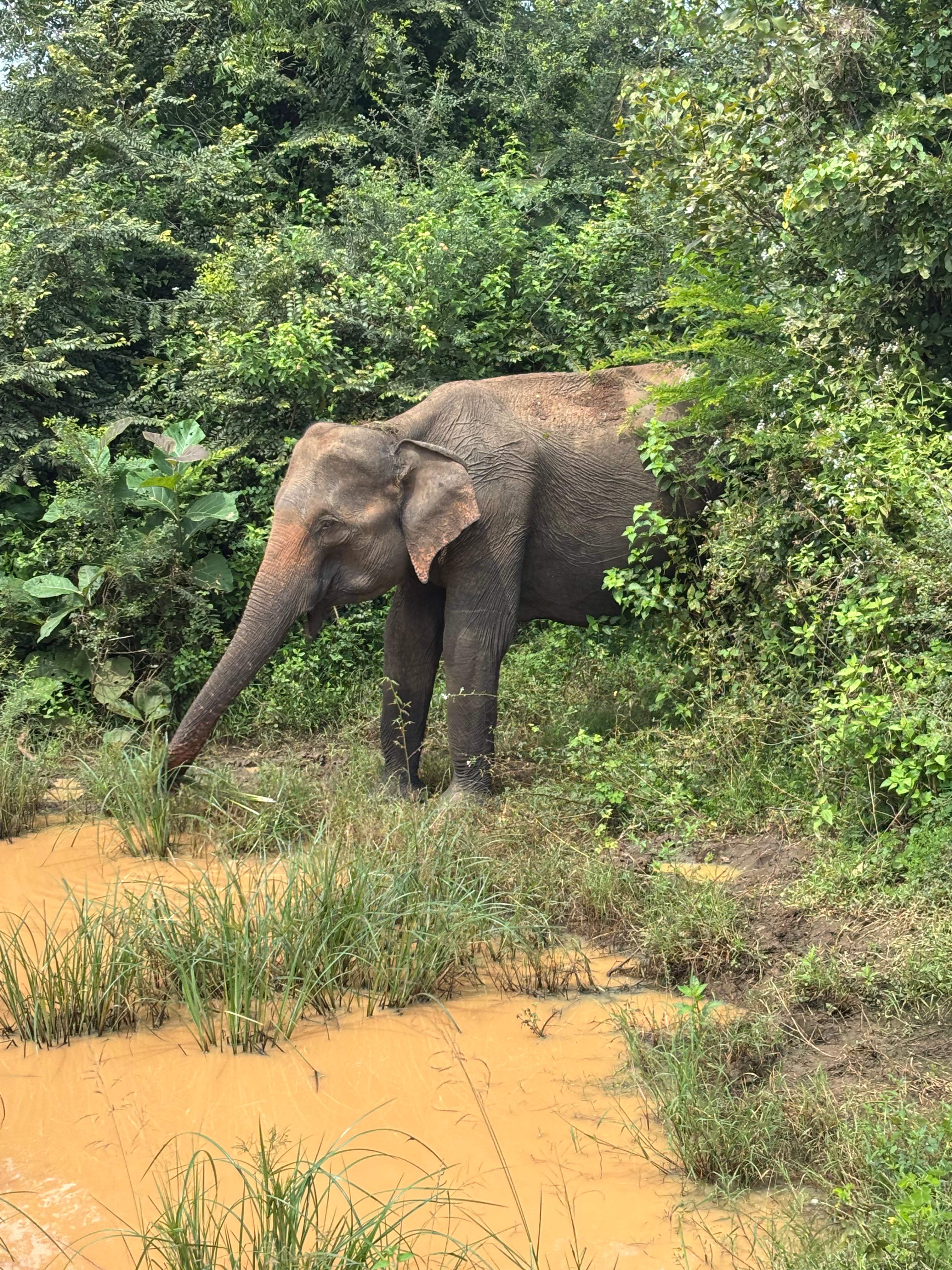 Lucy Crowther at Sri Lanka "Gem Island" elephants on the route